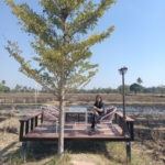 Jirayu